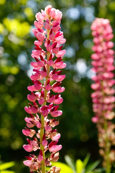 stock image Lupinen Lupine (Lupinus polyphyllus)