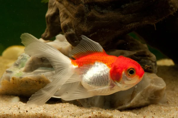 Goldfisch Karpfenfische (Cyprinidae) — Stock Photo, Image