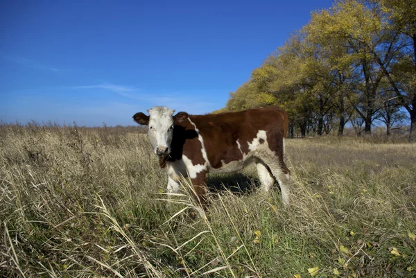 stock image A young brown calf on field