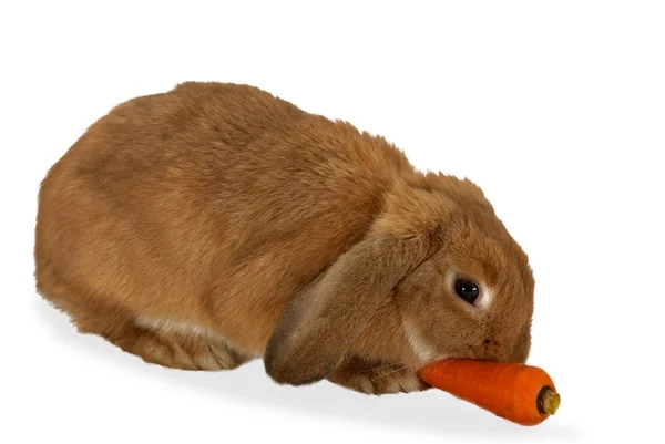Rabbit isolated on white — Stock Photo, Image