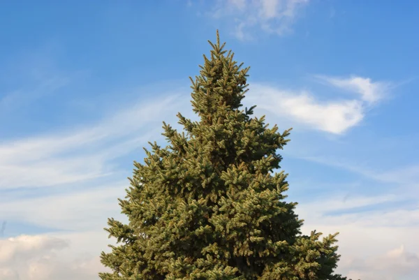 The green fir tree against a background of blue sky — Stock Photo, Image