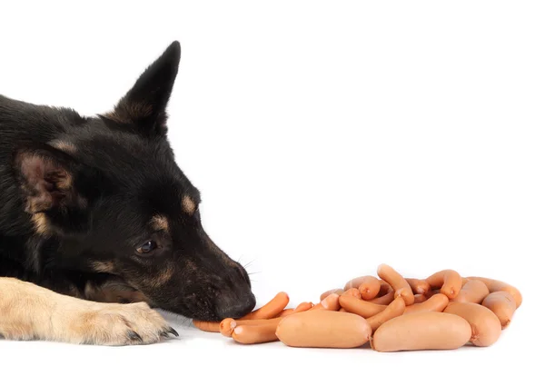 Dog and sausages — Stock Photo, Image