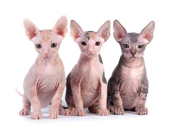Sphynx kittens with white background — Stock Photo, Image
