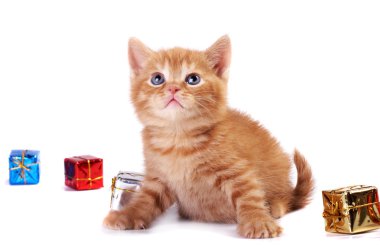 A red kitten clipart