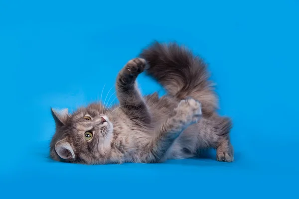 O gato cinza — Fotografia de Stock