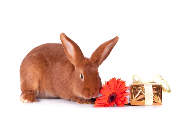 El conejo rojo sobre un fondo blanco —  Fotos de Stock