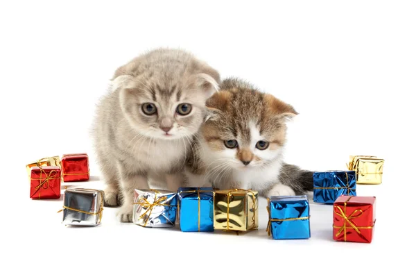 The kittens — Stock Photo, Image