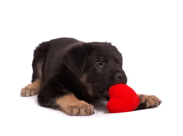 Il cucciolo tiene il cuore in zampe — Foto Stock