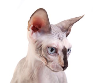 The Canadian sphynx clipart