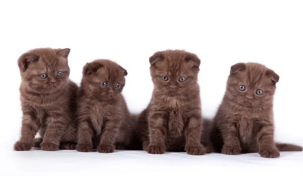 Cztery kocięta szkocki — Zdjęcie stockowe