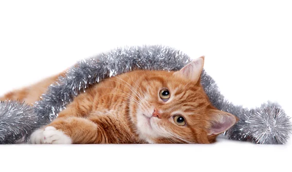 Красная кошка и мишура — стоковое фото