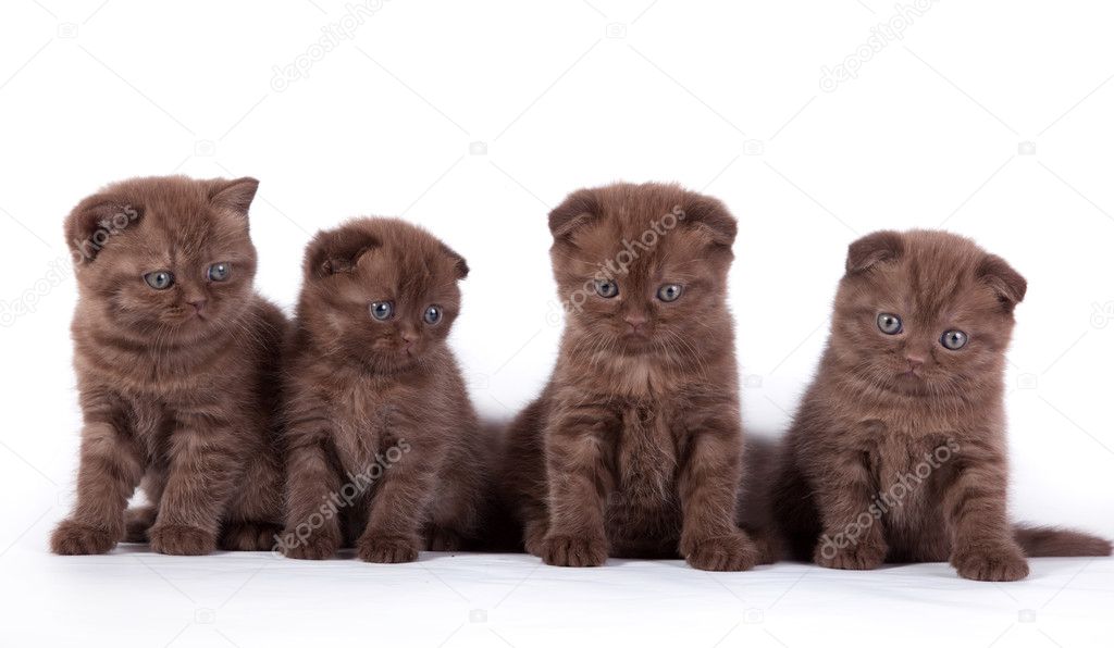 Four Scottish kittens