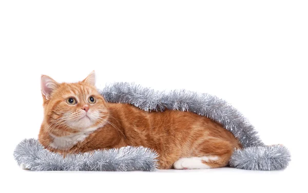 Kırmızı kedi ve tinsel — Stok fotoğraf