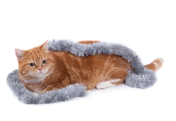 Red cat and tinsel — Stock Photo, Image