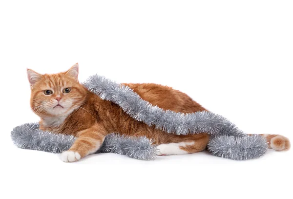 Red cat and tinsel — Stock Photo, Image