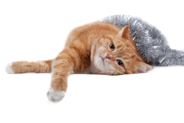 Gato rojo y oropel — Foto de Stock