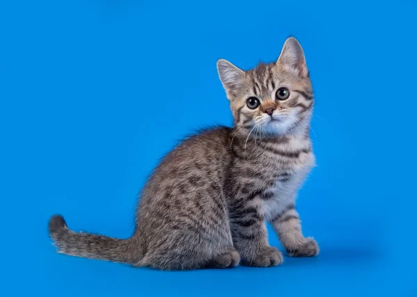 Katze auf blauem Hintergrund — Stockfoto