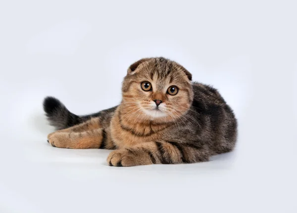 El gato pliegue escocés — Foto de Stock