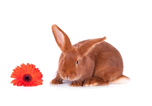 Red Rabbit White Background — Stock Photo, Image