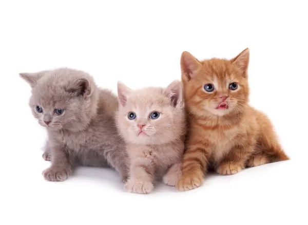 Três gatinhos em um fundo branco — Fotografia de Stock