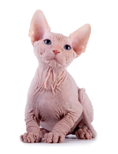 The Canadian sphynx on a white background — Stock Photo, Image