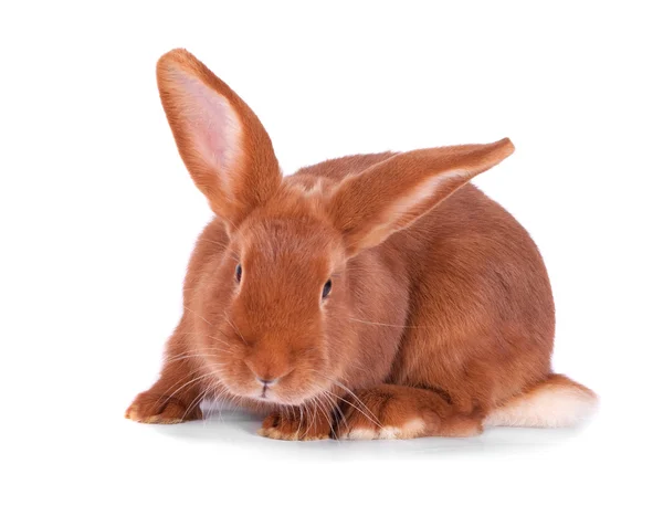 The red rabbit on a white background — Stock Photo, Image