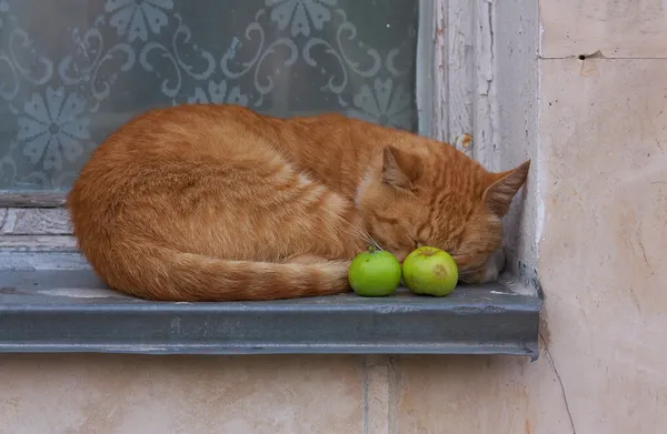 stock image Red tabby tom cat sleeps on the windowsill