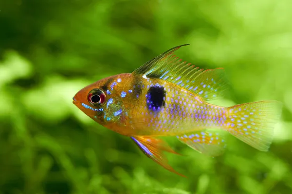Freshwater aquarium fish hiding in water plants — Stock Photo, Image