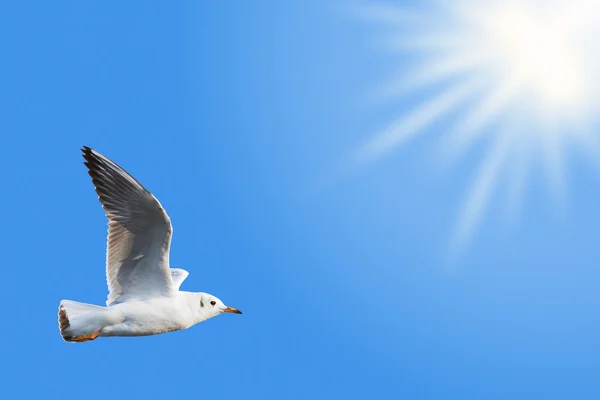 White seagull flyes among the deep blue sky — Stock Photo, Image