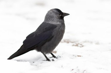 Young jackdaw on a snow clipart