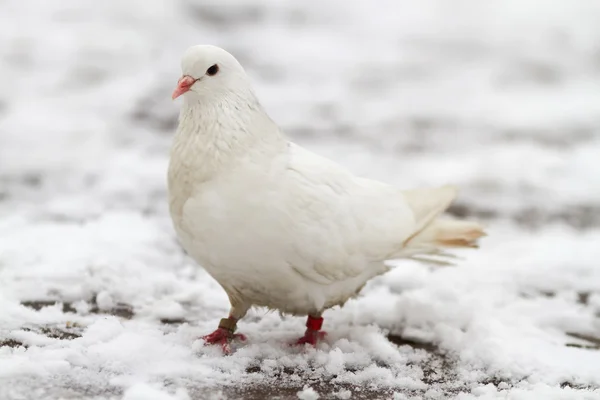 White dove on a snow — Stock Photo, Image