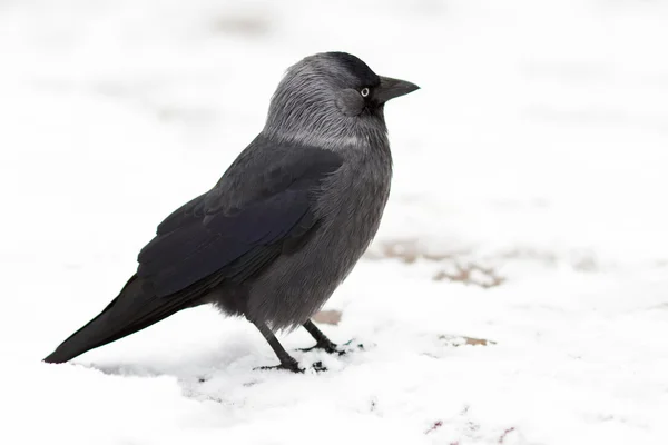 stock image Young jackdaw on a snow