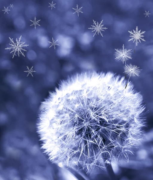 Семена одуванчиков превращаются в снежинки — стоковое фото