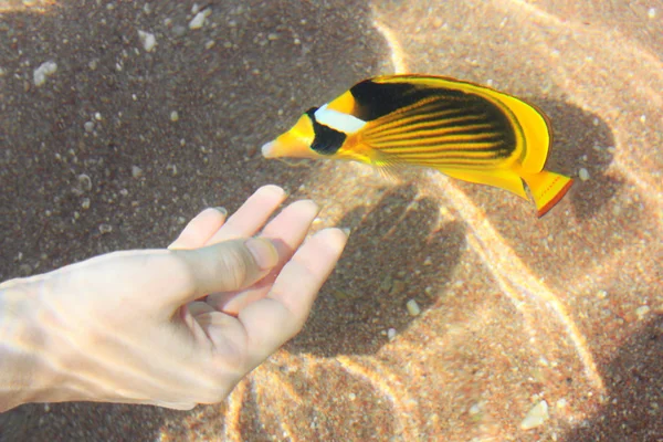 Peixe borboleta nada na mão da menina — Fotografia de Stock