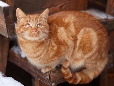 Yellow tabby cat looking for birds in winter clipart