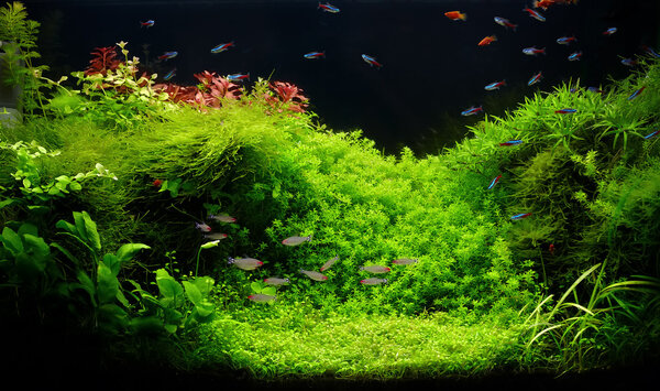 A beautiful planted tropical freshwater aquarium with bright blue neons and rummy nosed tetra fishes