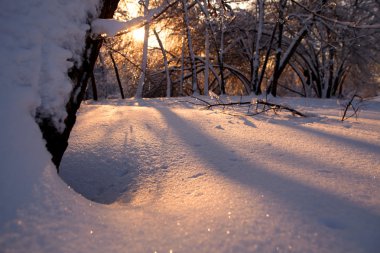 Colors of winter sunset in the snowy russian forest, shooted from low position clipart