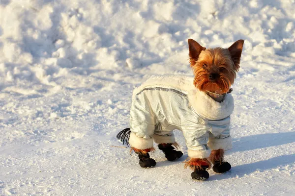 银色夹克好奇四处而走在冬天的小约克夏狗 — 图库照片