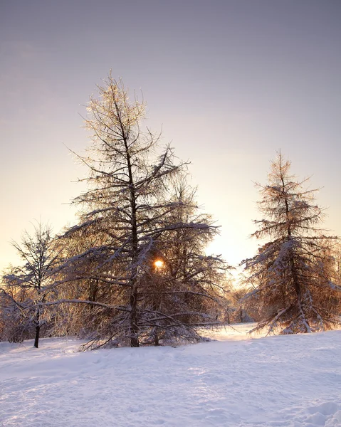 Gefrorene Fichten Auf Schnee Bei Sonnenuntergang — Stockfoto