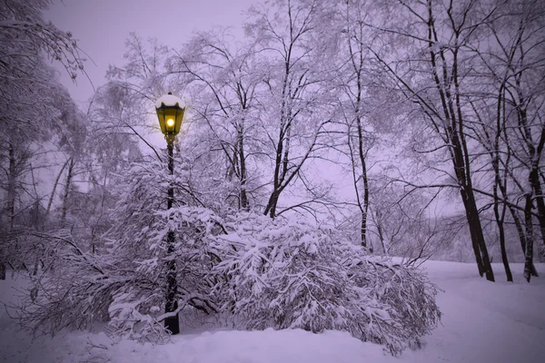 Lanterna Solitaria Brilla Nel Parco Invernale Sera — Foto Stock