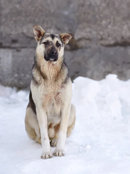雪の上に座っている混合された品種ジャーマン ・ シェパード子犬 — Φωτογραφία Αρχείου