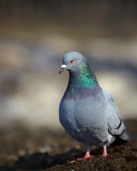Stock photo of pigeon on blurred background — Stock Photo, Image