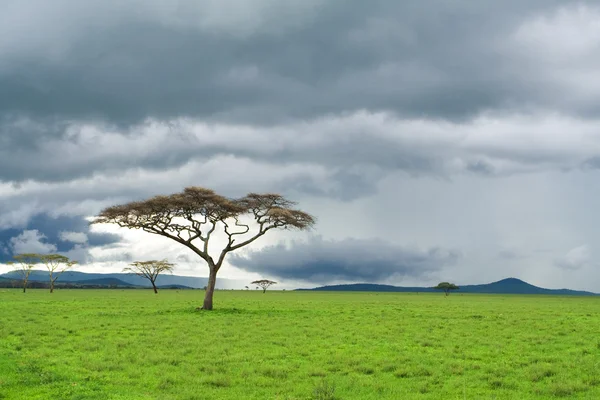 Árvore única, prados verdes e nuvens de tempestade em savana — Fotografia de Stock