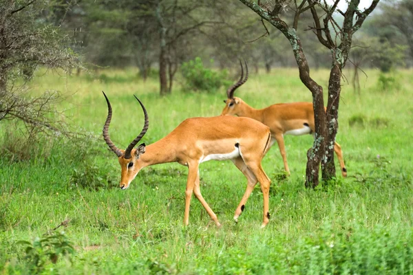 Zwei Impala-Widder in der afrikanischen Savanne — Stockfoto