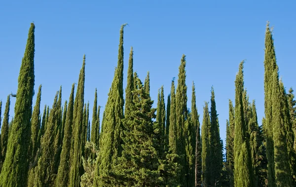 Cypress in Toscane — Stockfoto
