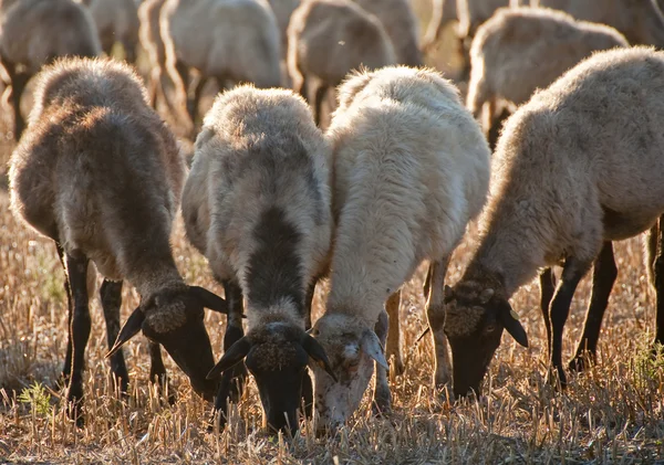 Grupa owiec Obrazy Stockowe bez tantiem
