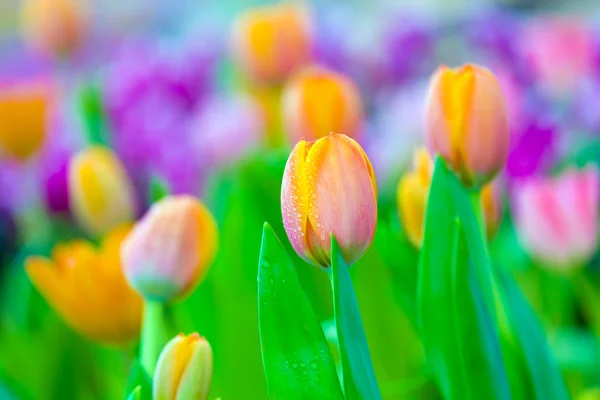 Beautiful orange tulips Royalty Free Stock Images