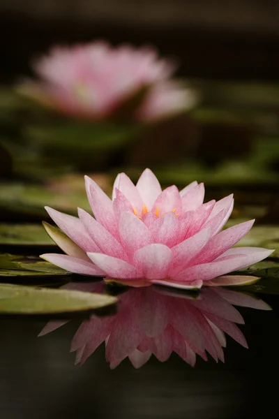Twee roze lotus Stockafbeelding