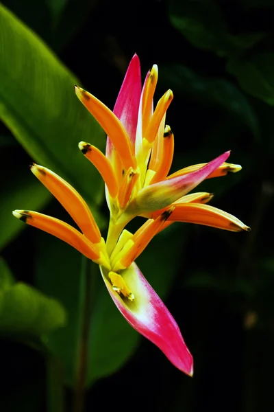 Schöne Paradiesvogel Blume — Stockfoto