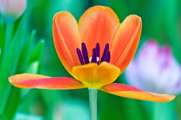 Belles tulipes orange — Photo